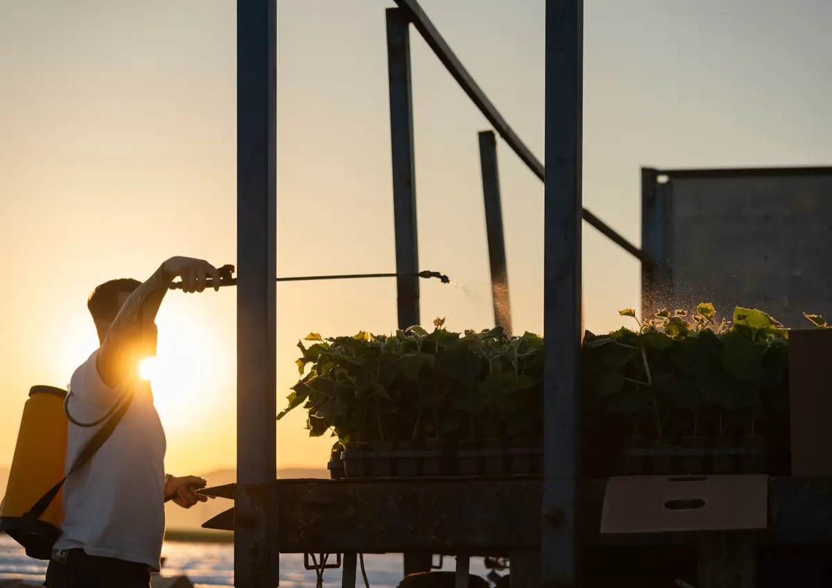 Bewässerungsarbeiten auf einer FutureTree-Plantage in der Dämmerung