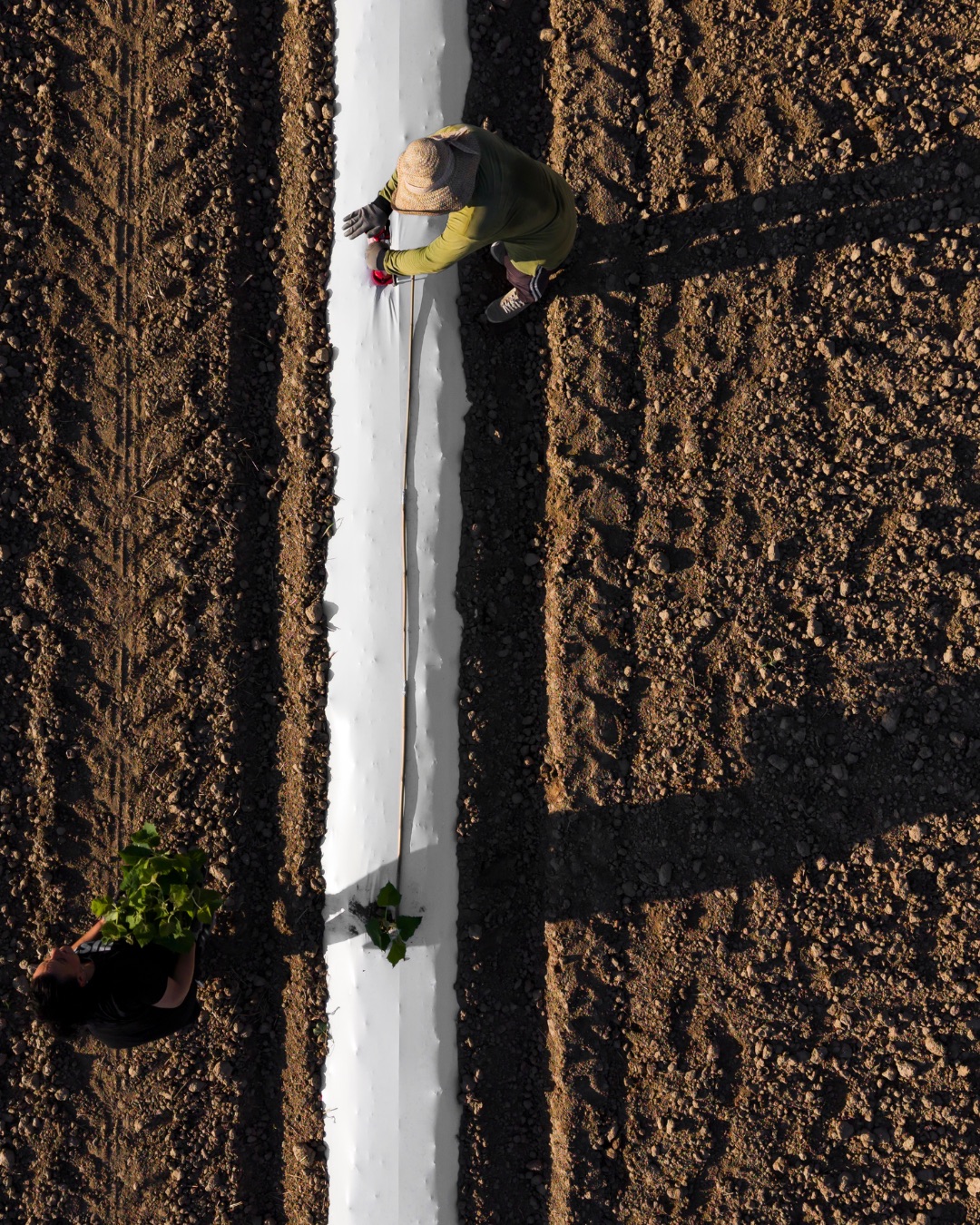 Planting rows seen from above