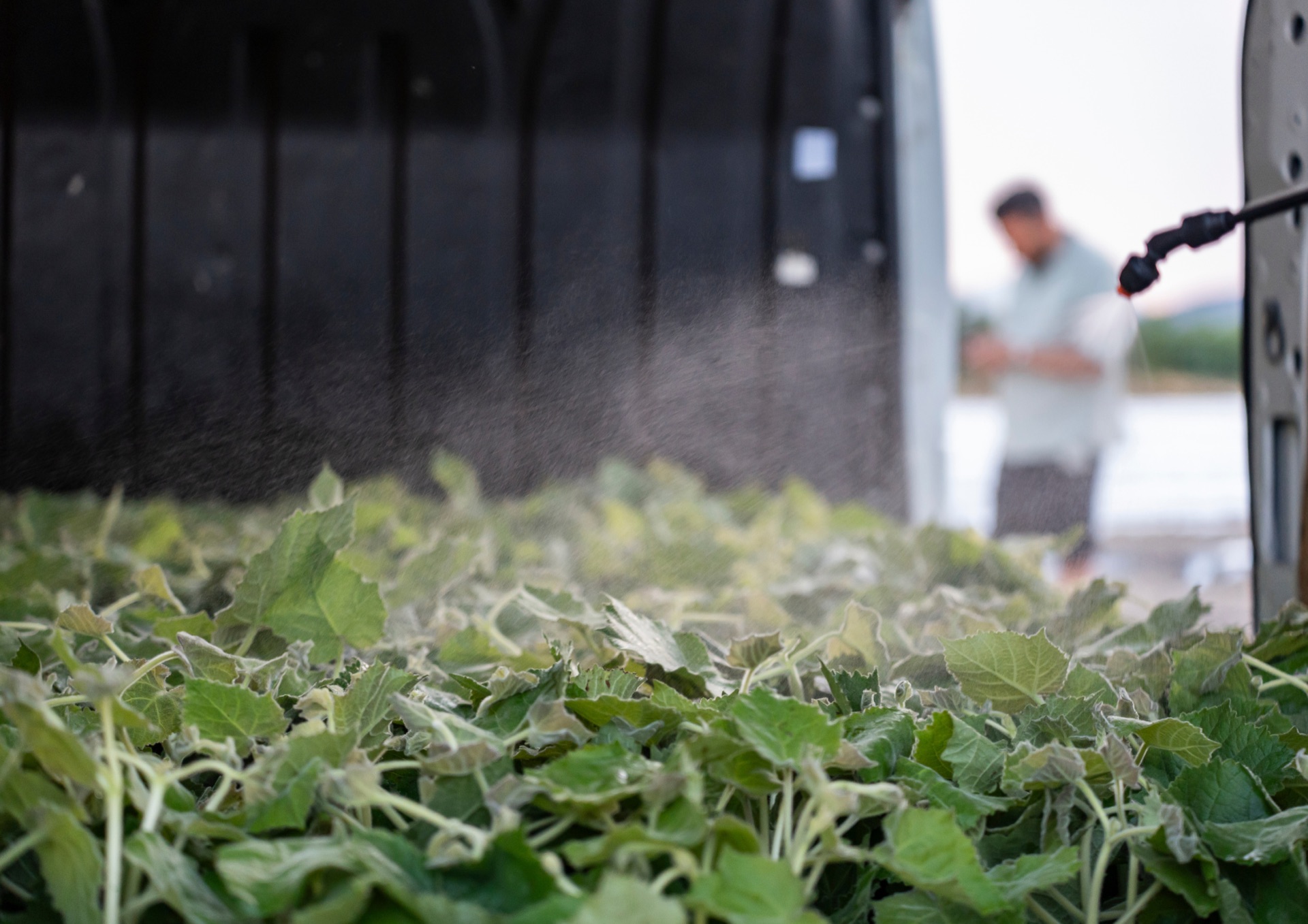 Seedlings being watered against the evening sun