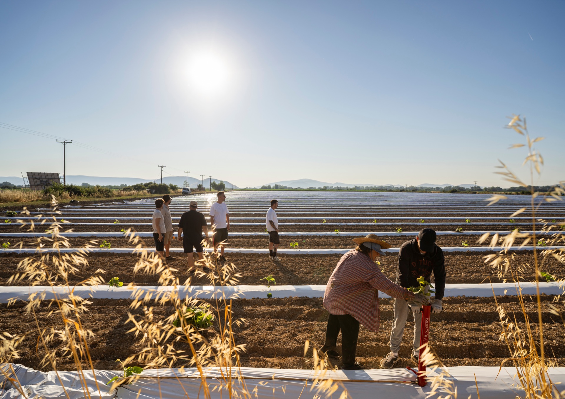 Field workers planting seedlings on a FutureTree plantation
